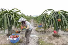 Nhà vườn xã Tân Thuận Bình, tỉnh Đồng Tháp, thu hoạch thanh long. (Ảnh: Công Trí/TTXVN)