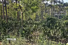 Diện tích 9,21ha rừng bị người dân lấn chiếm. (Ảnh: TTXVN phát)