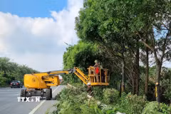 Công nhân Xí nghiệp quản lý cắt sửa cây xanh phòng chống bão. (Ảnh: Nguyễn Thắng/TTXVN)
