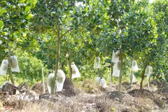 Mít là một trong các ngành hàng chủ lực Đồng Tháp triển khai mô hình hợp tác xã gắn với vùng nguyên liệu (Ảnh: Công Trí/TTXVN)