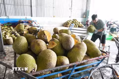 Các vựa thu mua mít để lột múi, xử lý bán cho các công ty sấy khô, chế biến. (Ảnh: Công Trí/TTXVN)