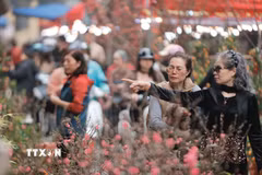 Người dân dạo chợ hoa tham quan, mua sắm ngày giáp Tết. (Ảnh: Minh Quyết/TTXVN)