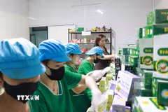 Công ty TNHH Cao Dược liệu Định Sơn Mai Thị Thủy (tỉnh Quảng Trị) đã mạnh dạn khởi nghiệp, phát triển thương hiệu các sản phẩm dược liệu ở địa phương ra thị trường lớn. (Ảnh: Tường Vi/TTXVN)