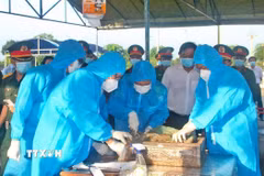 Thu thập mẫu sinh phẩm để xác định danh tính hài cốt liệt sỹ. (Ảnh: Huỳnh Anh/TTXVN)