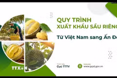 Việt Nam giới thiệu quy trình xuất khẩu sầu riêng sang Ấn Độ. (Ảnh: Ngọc Thúy/TTXVN)