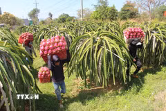 Với hơn 98% trong tổng số khoảng 31.000 doanh nghiệp đang hoạt động, khối kinh tế tư nhân không chỉ tạo việc làm, đóng góp lớn vào GRDP mà còn giữ vai trò nòng cốt trong các chuỗi giá trị nông nghiệp, du lịch của Lâm Đồng. (Ảnh: Hồng Hiếu/TTXVN)