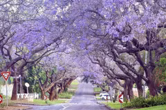 Những hàng cây Jacaranda cổ thụ vươn cành đan vào nhau, tạo thành những "đường hầm" màu tím tuyệt đẹp và rải thảm hoa êm ái trên mặt đường nhựa ở Pretoria. (Ảnh: Đặng Huyền/TTXVN)
