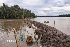 Tuyến bờ bao sông Măng trên địa bàn xã Tân Long Hội, tỉnh Vĩnh Long vừa gia cố đang nguy cơ bị triều cường gây tràn ngập. (Ảnh: Phúc Sơn/TTXVN)