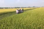 Đoàn công tác của Cục Trồng trọt đi kiểm tra, đánh giá tình hình sản xuất lúa. (Nguồn: cuctrongtrot)