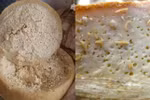 Phomai Casu Marzu. (Nguồn: daftarkulinerunik.web.id)