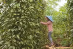Thu hoạch hồ tiêu tại Bình Phước. (Ảnh: TTXVN phát)