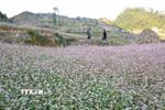 Cánh đồng hoa tam giác mạch. (Nguồn: TTXVN)