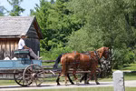 Một người dân làng Upper Canada trên chiếc xe ngựa. (Nguồn: Facebook Upper Canada Village)