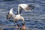 Khi thấy con bạch tuộc, chú mòng biển lao xuống nhanh như cắt. (Nguồn: Solent News)
