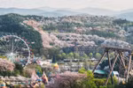 Hoa anh đào nở rộ tại Công viên chủ đề Everland (Nguồn: Everland)