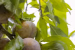 Mùa thu hoạch mận ở Nà Tấu