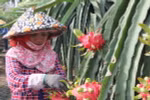 Cảnh báo lạm dụng thuốc tăng trưởng trong trồng thanh long
