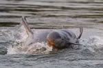 Cá heo Irrawaddy. (Nguồn: WWF)