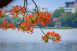 [Photo] Ngắm phố phường Thủ đô Hà Nội rực rỡ sắc hoa phượng đỏ 