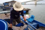 Vớt cá chết ở bè nuôi trên sông Chà Và. (Ảnh: Hoàng Nhị/TTXVN)