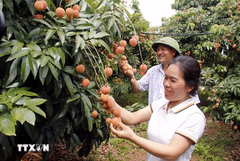 Vải thiều Bắc Giang. (Nguồn: TTXVN)