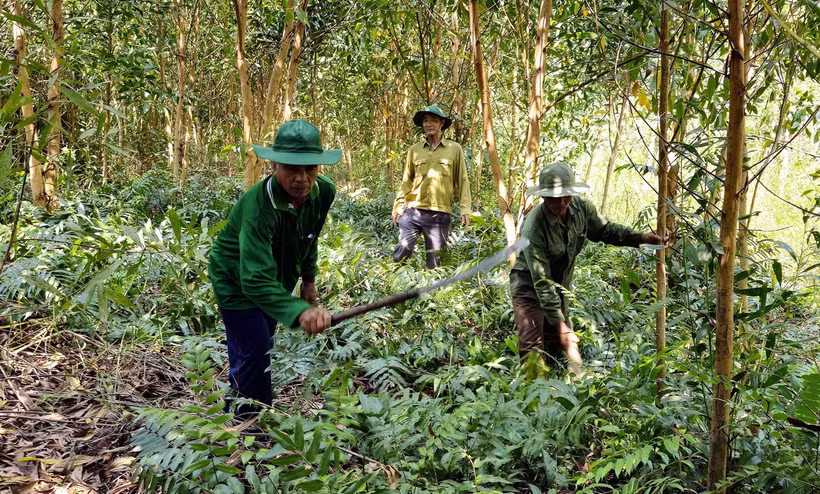 Tổ chức phát quang, dọn dẹp thực bì để phòng cháy rừng. (Ảnh: Trung Hiếu/TTXVN)
