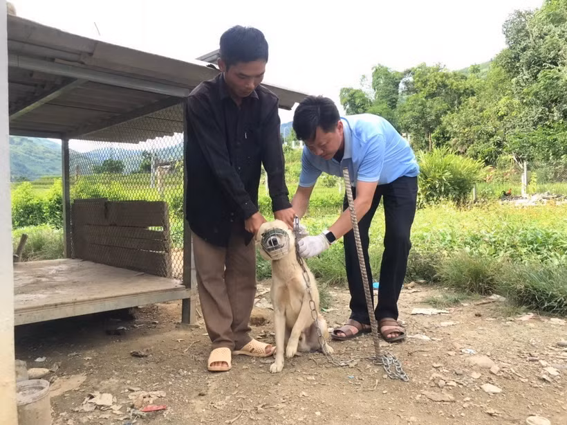 Tiêm vaccine phòng dại cho chó. (Nguồn: TTXVN)