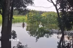 Vườn cây của các hộn dân tại ấp Tân Rú, xã Hồ Tràm ngập sâu trong nước, ảnh chụp ngày 15/11. (Ảnh: Hoàng Nhị/TTXVN.)