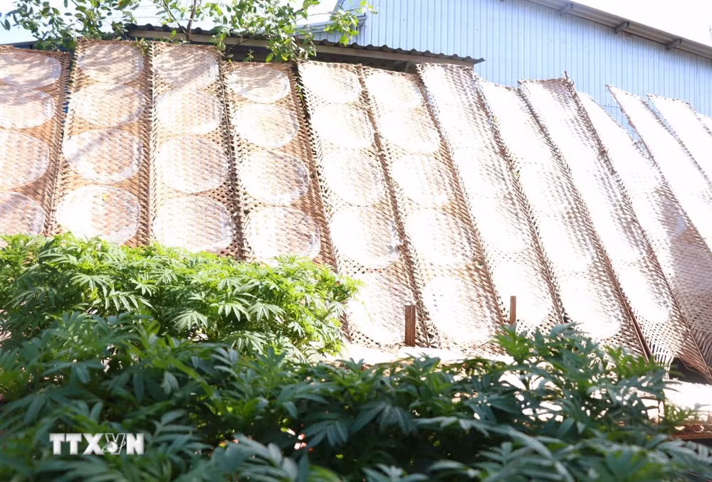Tự hào bánh tráng Thuận Hưng: Làng nghề trăm tuổi bồi đắp những giá trị văn hóa ttxvn-banh-trang-thuan-hung.jpg