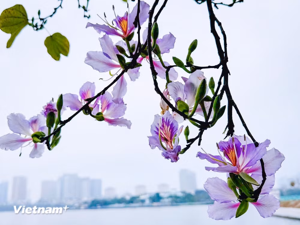 vnp-hoa-ban-13.jpg