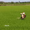 Chăm sóc lúa tại Cần Thơ. (Ảnh: Duy Khương/TTXVN)