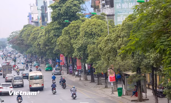 Hà Nội khẩn trương rà soát các tuyến phố có mật độ cây hoa sữa dày đặc