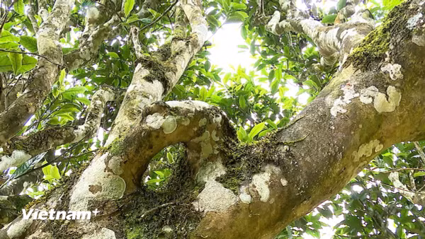 Chè Shan tuyết cổ thụ Xà Phìn khẳng định giá trị, mở rộng đầu ra