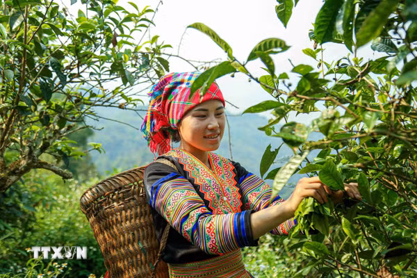 Ứng dụng công nghệ nâng cao giá trị chè Shan tuyết Suối Giàng