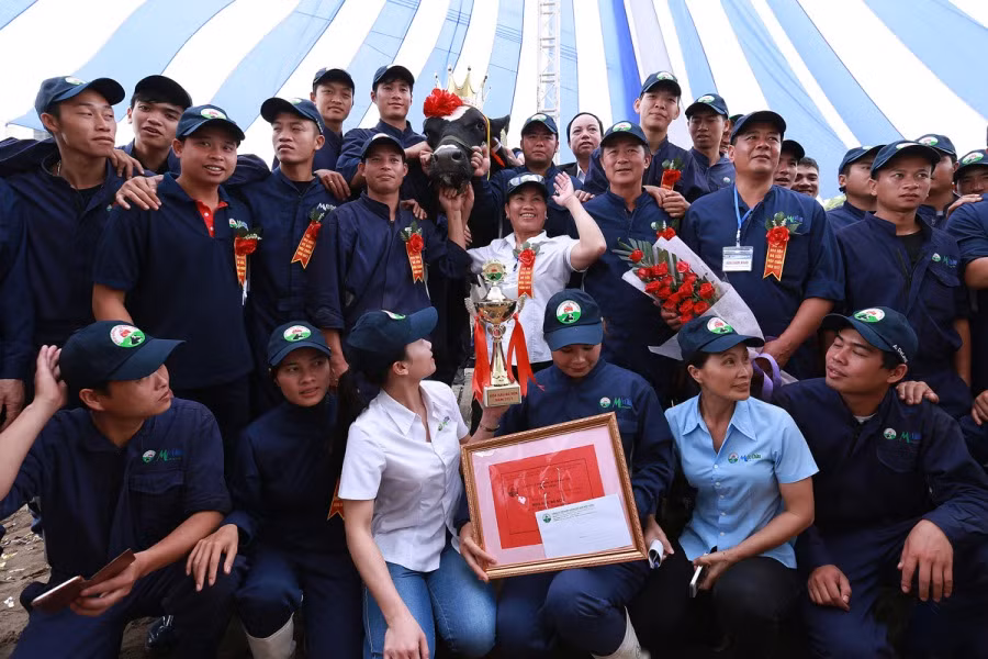 Niềm vui và tự hào của những người chăn nuôi bò sữa.