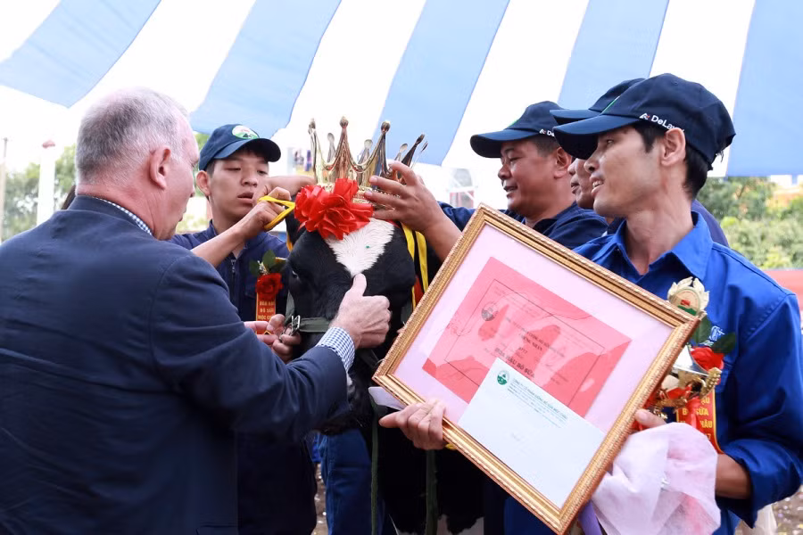 Giây phút đăng quang của "cô bò" gia đình anh Đặng Văn Thắm, tiểu khu Vườn Đào 1, thị trấn Nông trường Mộc Châu, huyện Mộc Châu, tỉnh Sơn La.