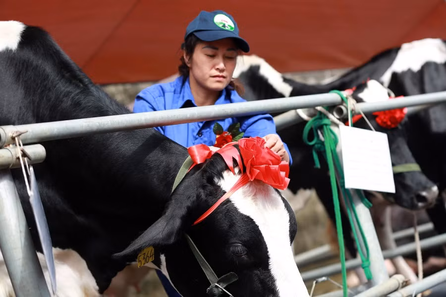 Trước khi tham gia phần thi trình diễn, các cô đò được đeo nơ cho thêm phần xinh đẹp.