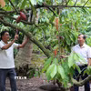 Cây ca cao trồng xen trong vườn dừa của anh Lê Hoàng Trị ở xã Bình Ninh, tỉnh Đồng Tháp, cho trái ổn định với sản lượng hàng năm khoảng 12-15 tấn. (Ảnh: Hữu Chí/TTXVN)