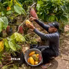 Nông dân thu hoạch quả ca cao tại Yogyakarta, Indonesia. (Ảnh: THX/TTXVN)