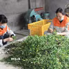 (Ảnh minh họa Thu Hoài/TTXVN)