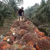 Công nhân thu hoạch dầu cọ tại Pelalawan, tỉnh Riau, Indonesia. (Ảnh: AFP/TTXVN)