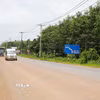 Cây cao su bên đường 769 đoạn qua sân bay Long Thành chưa được cưa cắt. (Ảnh: Công Phong/TTXVN)