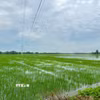 Tại xã Đồng Việt, tỉnh Bắc Ninh có hơn 100 ha lúa bị ngập. (Ảnh: Thanh Thương/TTXVN)