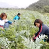 Nông dân xã Lùng Phinh (Bắc Hà, Lào Cai) chăm sóc cây dược liệu Atiso. (Ảnh: Quốc Khánh/TTXVN)