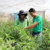 Anh Nguyễn Viết Tự (phải) và cán bộ kỹ thuật của hợp tác xã kiểm tra vườn ớt hiểm chuẩn bị thu hoạch để xuất khẩu đi các nước Châu Âu. (Ảnh: Hoàng Nhị/TTXVN)