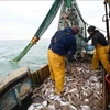 Ngư dân đánh bắt cá. (Ảnh minh họa: AFP/TTXVN)