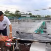 Ao nuôi tôm thẻ chân trắng công nghệ cao của gia đình ông Ngô Văn Thới, ấp Tân Thành, xã Long Thành được đầu tư đồng bộ hệ thống kỹ thuật. (Ảnh: Thanh Hòa/TTXVN)