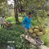 Nhà vườn Đồng Tháp thu hoạch sầu riêng. (Ảnh: Công Trí/TTXVN)