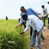 Bộ trưởng Bộ Nông nghiệp Zambia Reuben Mtolo Phiri (đầu tiên, bên trái) tìm hiểu về giống lúa OM19 được trồng tại Hợp tác xã Tiến Thuận. (Ảnh: Thu Hiền/TTXVN)