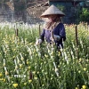 Chăm sóc hoa phục vụ thị trường Tết. (Ảnh: Đại Nghĩa/TTXVN)
